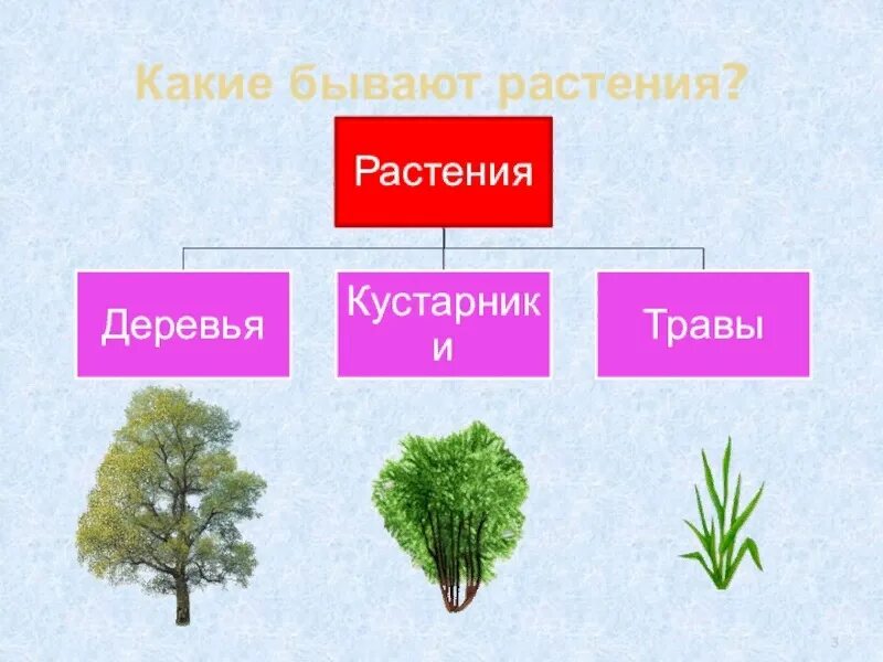 Каких цветов бывают растения. Какие бывают растения. Деревья и кустарники бывают. Растения деревья кустарники травы. Какие растения бываютают.