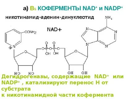 В состав кофермента надф входит витамин