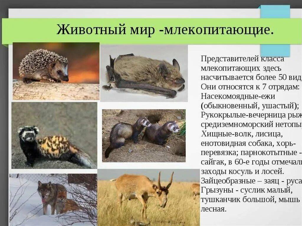 Доклад о млекопитающих. Сообщение животный мир млекопитающие. Класс млекопитающие или звери. Звери или млекопитающие. Сообщение животный мир млекопитающие.