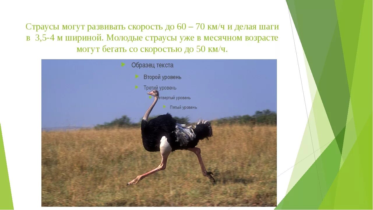 Какую максимальную скорость может развить человек. Страус скорость бега км/ч. скорость африканского страуса. какую скорость развивает страус. максимальная скорость страуса.