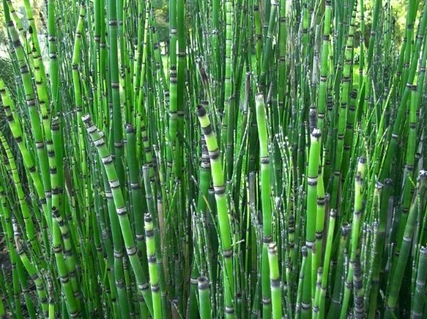 Хвощ водное растение. Хвощ японский/Equisetum japonicum. Хвощ зимующий. Хвощ вечнозеленый. Хвощ камышовый.