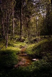 Лесной ручей прозрачный в лесу