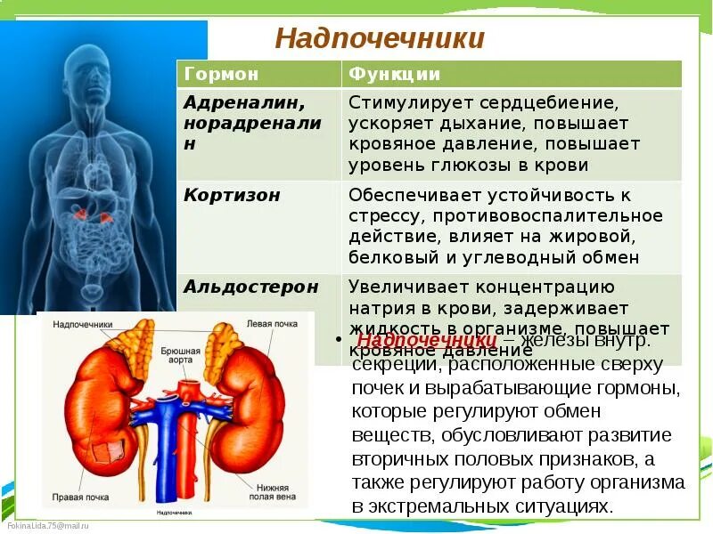 Какова роль гормонов в организме человека. Гормоны надпочечников железы таблица. Железы внутренней секреции функции в организме человека. Гормоны и их функции.роль надпочечников. Надпочечники функции в организме.