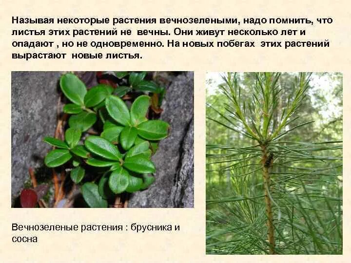 Вечнозелёные растения цветы. Виды вечнозеленых растений. Вечнозелёные растения названия. Листопадные и вечнозелёные листы.