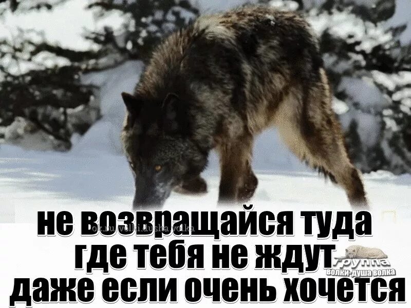 Готова есть 1. Волк терпит. Волк вернулся. Цитаты из Бегущая с волками. Туда где ждут хочется возвращаться.