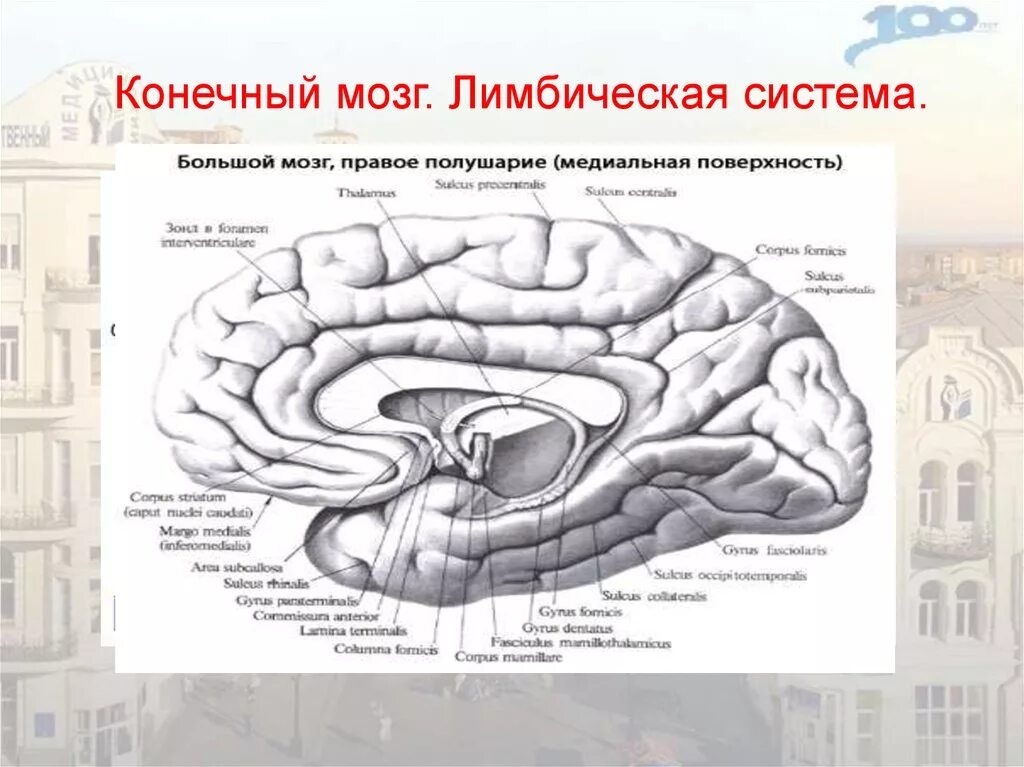 Конечный мозг большие полушария строение и функции. Доли конечного мозга анатомия. Конечный мозг схема анатомия. Конечный мозг строение.