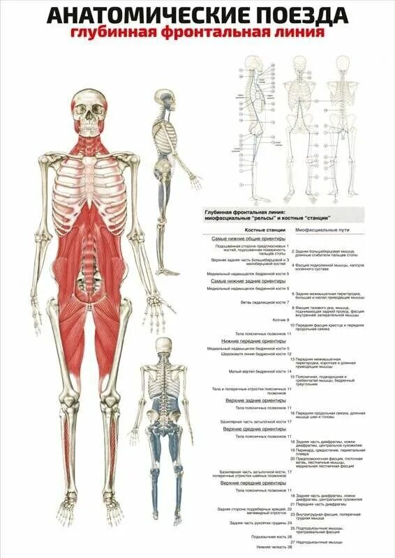 Анатомические поезда глубинная фронтальная. Глубинная фронтальная линия.