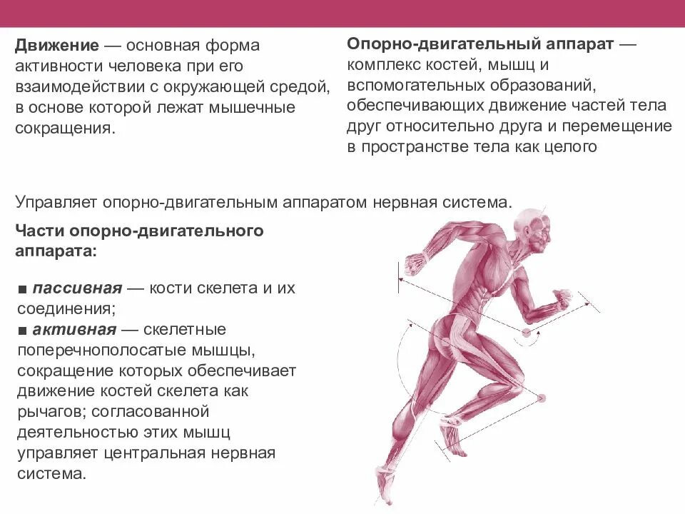 Опорно двигательный аппарат. Ода опорно двигательный аппарат. Опорно двигательный аппарат у детей. Мышцы опорно двигательного аппарата.