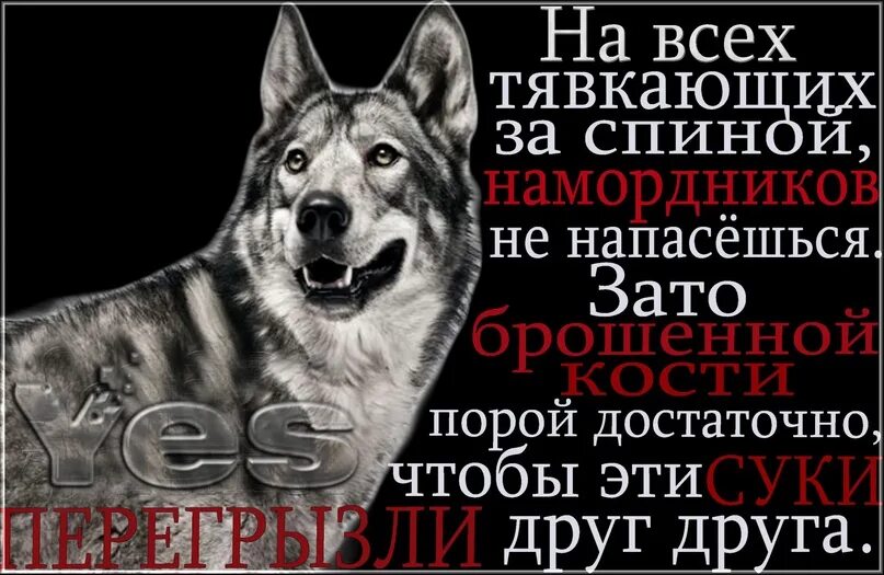 Всегда за твоей спиной. Собаки лают цитаты. Шавка лает. Цитата про лающую собаку. Шавка тявкает.