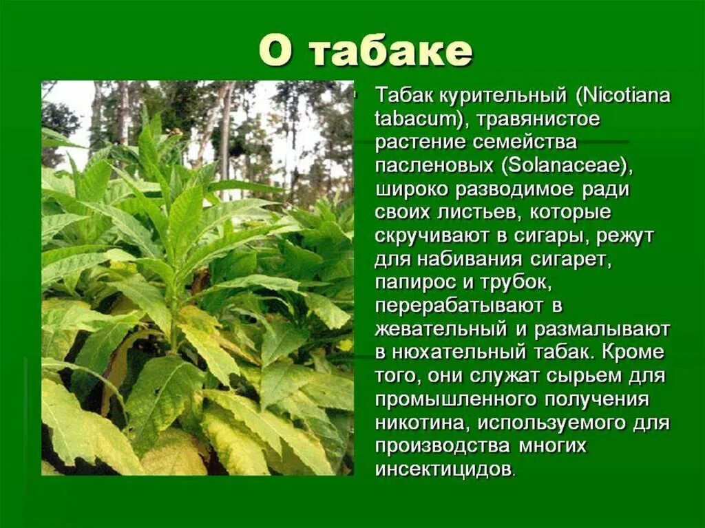 Табак самосад цветение. Табак курительный Пасленовые. Растение Nicotiana tabacum. Табак широколистный плод.