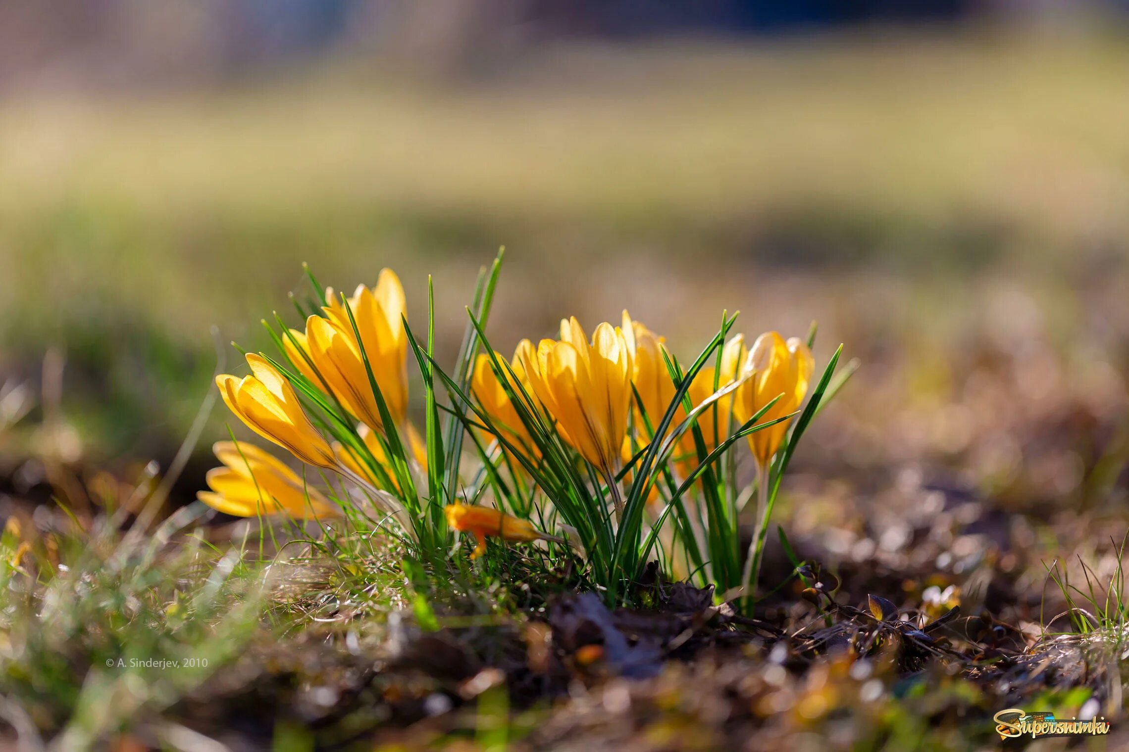 весеннее пробуждение природы. весеннее пробуждение природы. байчечекей гулу. апрель пробуждение природы. апрель природа.