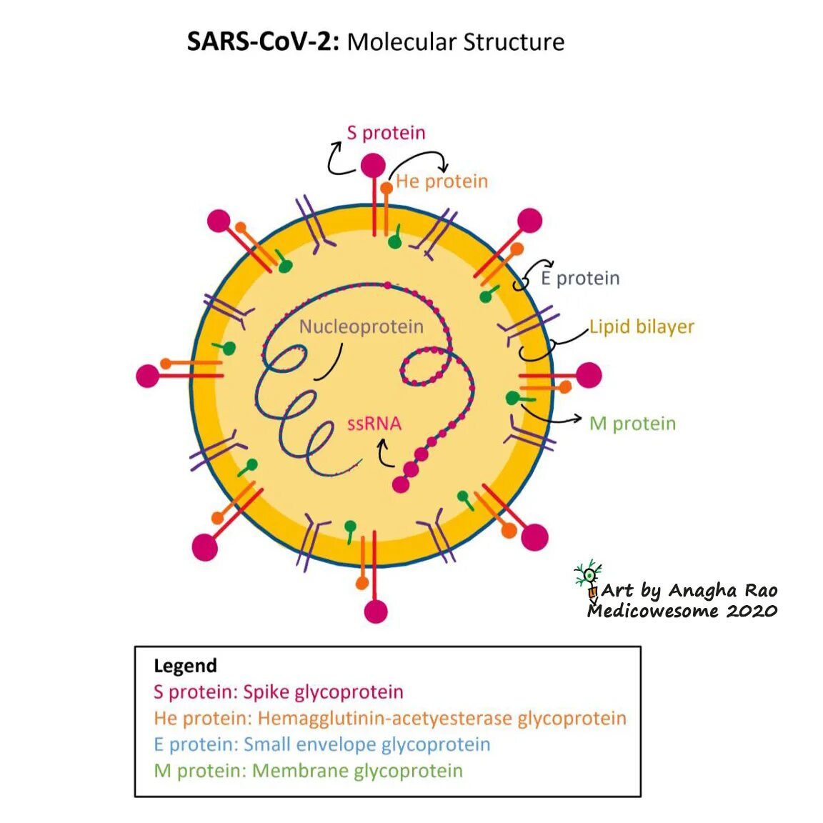 Антиген коронавирус sars cov 2. Коронавирус строение вируса Covid 19. Коронавирус SARS-cov-2. Коронавирус структура SARS-cov-2. Строение вируса SARS-cov-2.