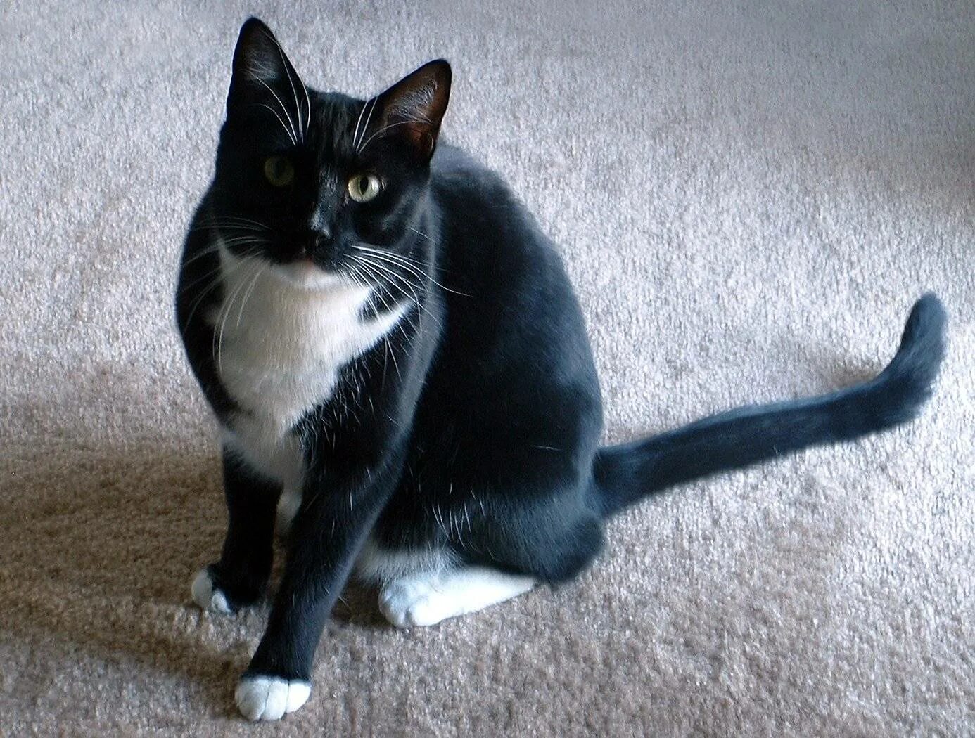 Породы кошек черно серого окраса. Сибирская биколор короткошерстная. Черный биколор европейская короткошерстная. Такседо кот порода. Порода кошек Бомбейская черная с белой грудкой.