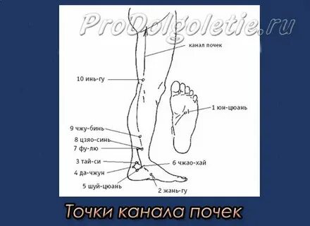 Точка почек