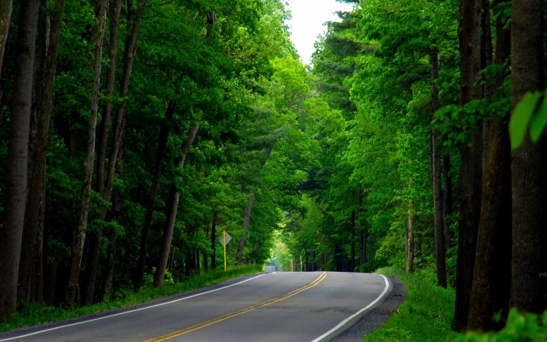 Дорога без разрешения. Штат Вашингтон дороги. Кисловодск дорога в лес. Дорога в лесу. Лесная дорога.