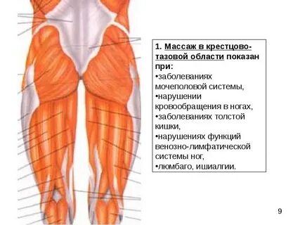 Ягодичная область фото