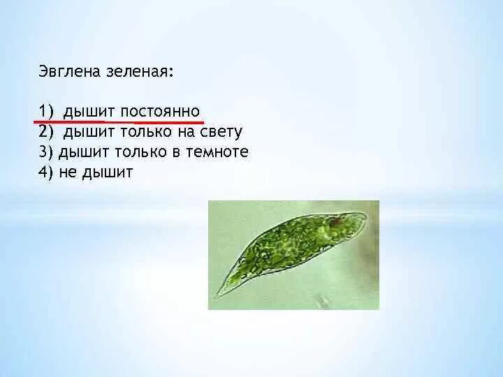 Эвглена зеленая в аквариуме. Эвглена зеленая к кому относится. Эвглена одноклеточный организм. Строение жгутиконосцев таблица. Эвглена зеленая пластиды.