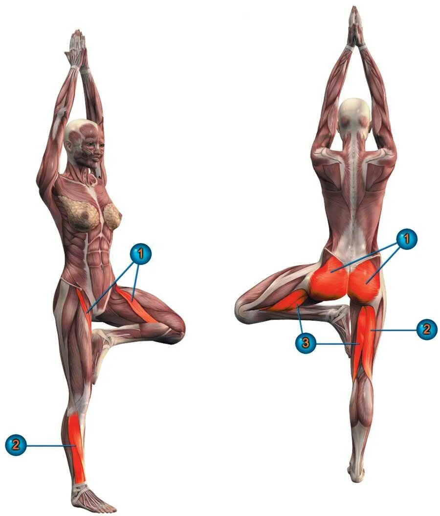 Анатомия фитнес упражнений. Врикшасана анатомия йоги. Врикшасана поза в йоге. Врикшасана поза дерева. Врикшасана мышцы.