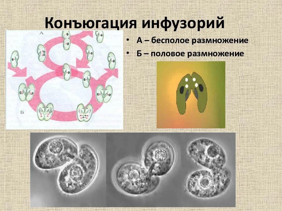 Эволюция бесполого размножения. Эволюция бесполого размножения. Способы бесполого размножения растений и животных. Конъюгация бесполое размножение. Бесполое размножение виды механизм значение.