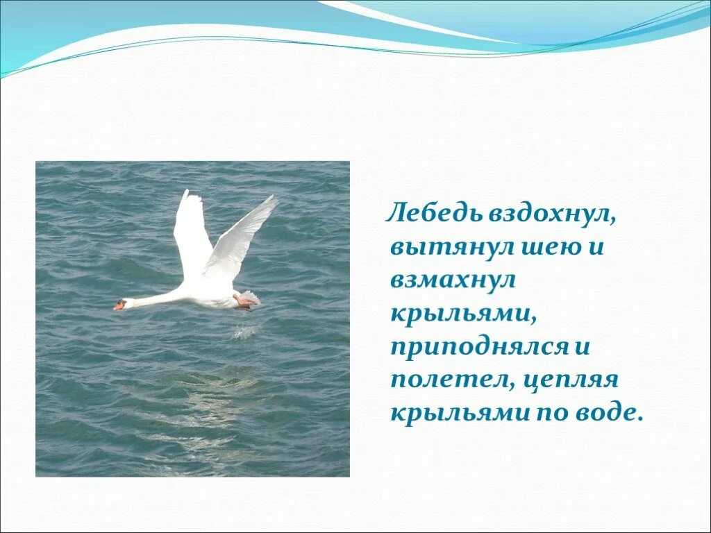 Основная мысль лебеди толстого. Рассказ Льва Николаевича Толстого лебеди. Л.толстой лебеди 3 класс. Произведение Толстого про лебедя 3 класс. Л Н толстой рассказ лебеди текст.