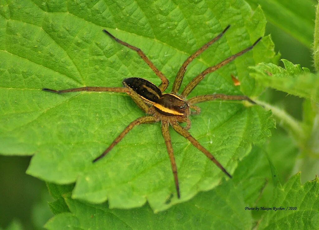 Паук охотник каёмчатый. Dolomedes fimbriatus - охотник каёмчатый. Доломедес полосатый. Каемчатый паук.