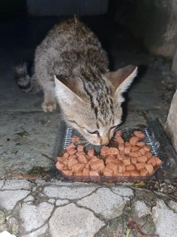покажи маленьких котят и котят маленькие. дари добро сухой. дари добро животным. дари добро. дари добро ульяновск.