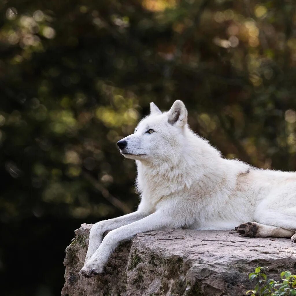 Arctic white wolf. Amazing arctic white wolf in forest , #ad, #wolf, #white, #Ar