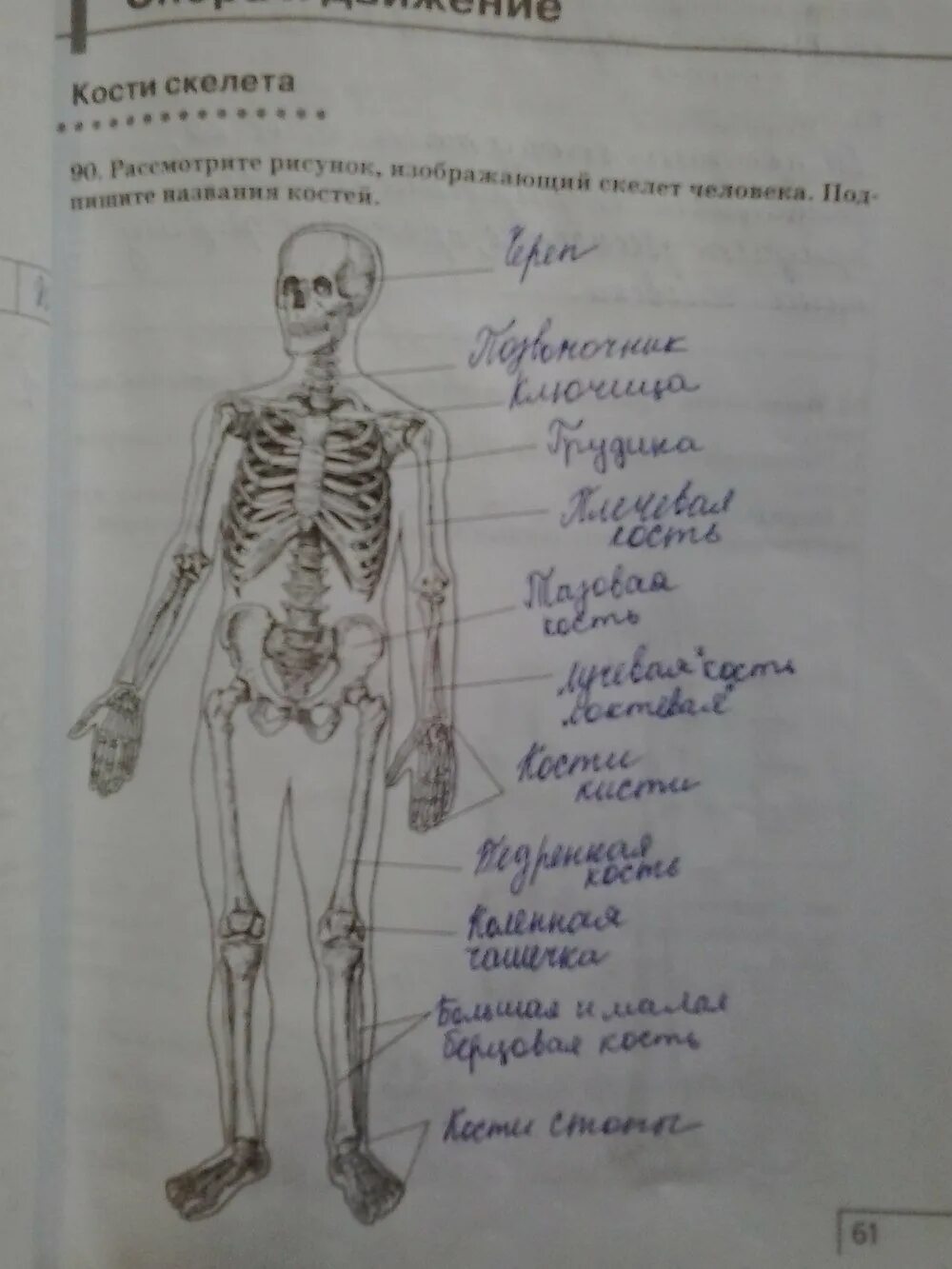 Тест по скелету человека с ответами. Скелет человека в тетради. скелет человека в рабочей тетради. анатомические зарисовки в тетради. тетрадь по анатомии человека.