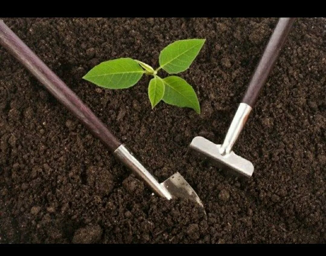 почему рыхление почвы называют сухим поливом. почему рыхление почвы называют сухим поливом. почему нужно рыхлить почву. способы полива растений. рыхление огурцов.