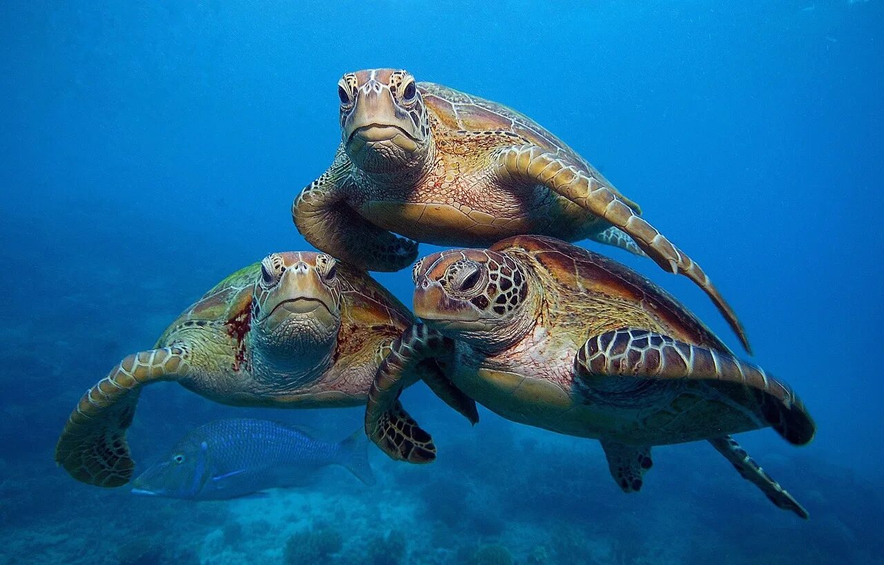 Водные животные это. Морские черепахи большого барьерного рифа. Большой Барьерный риф Австралия черепахи. Морская черепаха в Австралии. Морской Черепашонок Австралия.