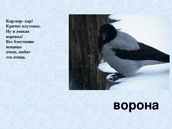 Сорока смешные картинки. Ворона любит блестящее. Кар кар кричит ворона. Сорока на блестящее. Ворона любит блестящее.