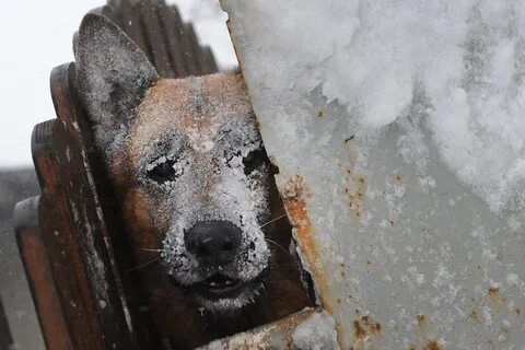 Как собаки живут зимой