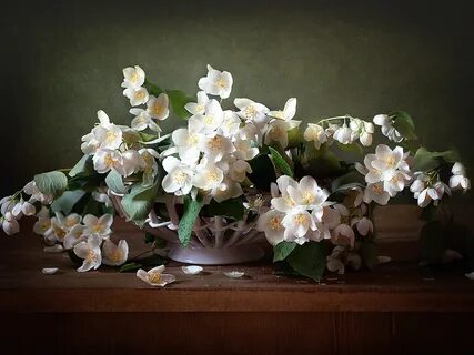 Букет жасмина