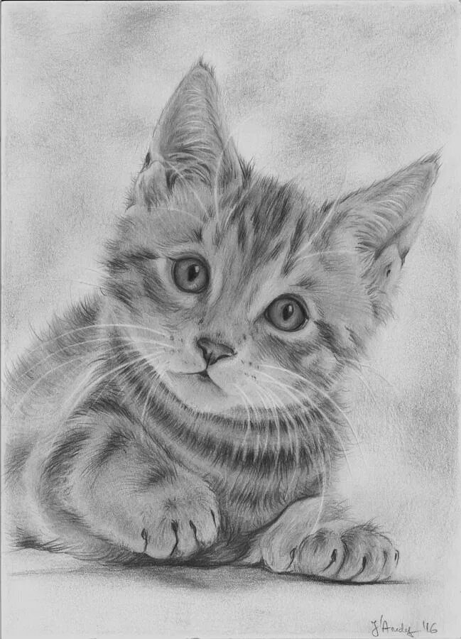 Котенок рисунок. Кошка рисунок. Рисунки котенки. Красивый рисунок котенка цветным карандашом. Desene.