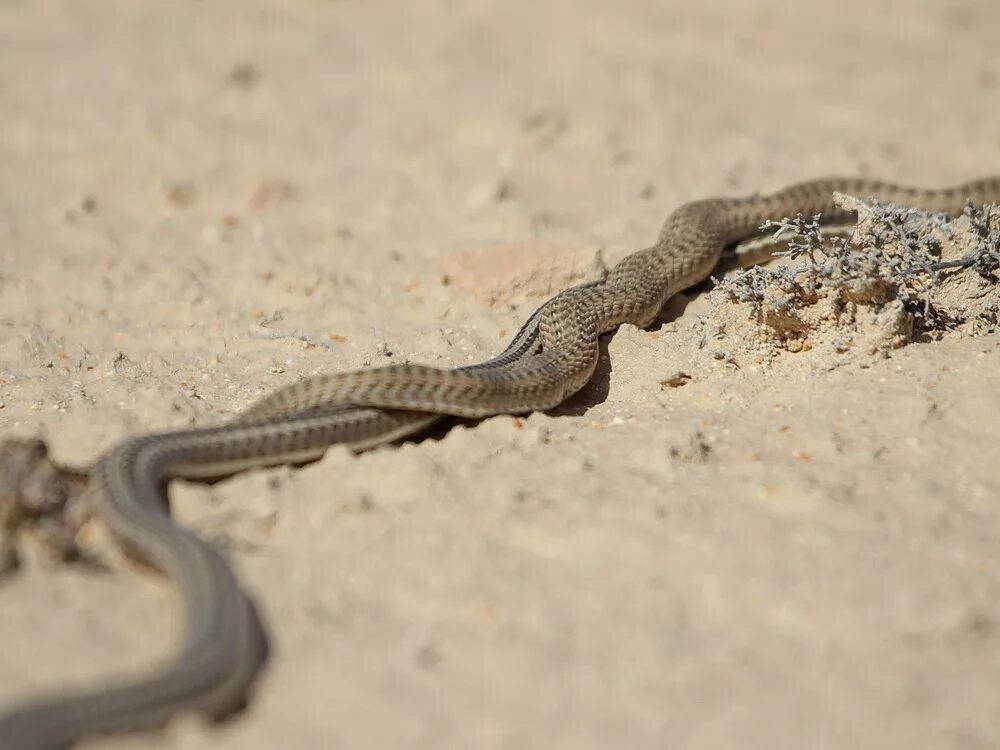 Стрела-змея (Psammophis lineolatus). Змея стрела в Казахстане. Песчаная змея свистящая (Psammophis sibilans). Гадюка Казахстан.