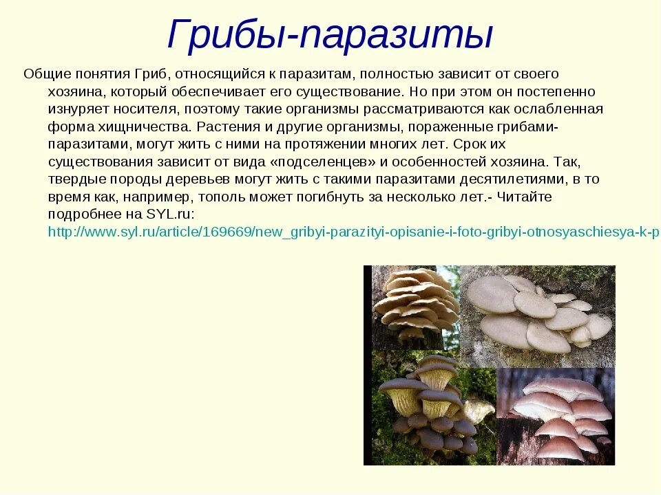 Сообщение на тему грибы паразиты. Строение гриба паразита 5 класс. Основные характеристики грибов-паразитов…. Грибы паразиты 5 класс биология. Общая характеристика грибов паразитов.