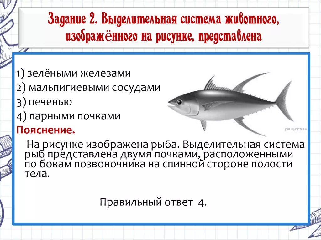 Какую роль выполняют рыбы. Выделительная система рыб. Выделительная система у костных рыб представлена. Строение выделительной системы рыб. Выделительная система рыб 7 класс.