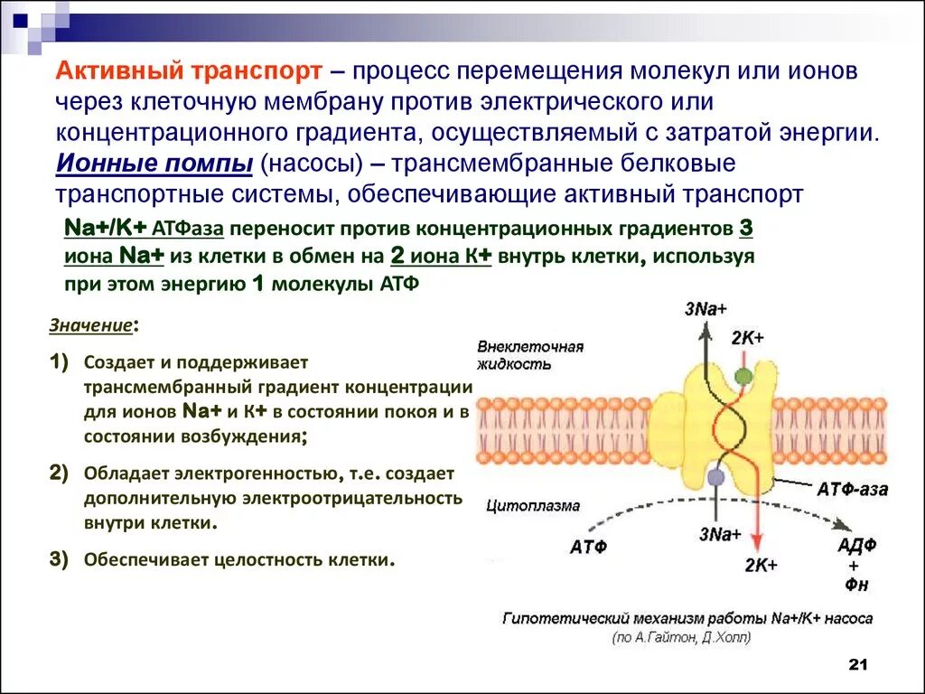 Молекулы б способны поглощать световую энергию