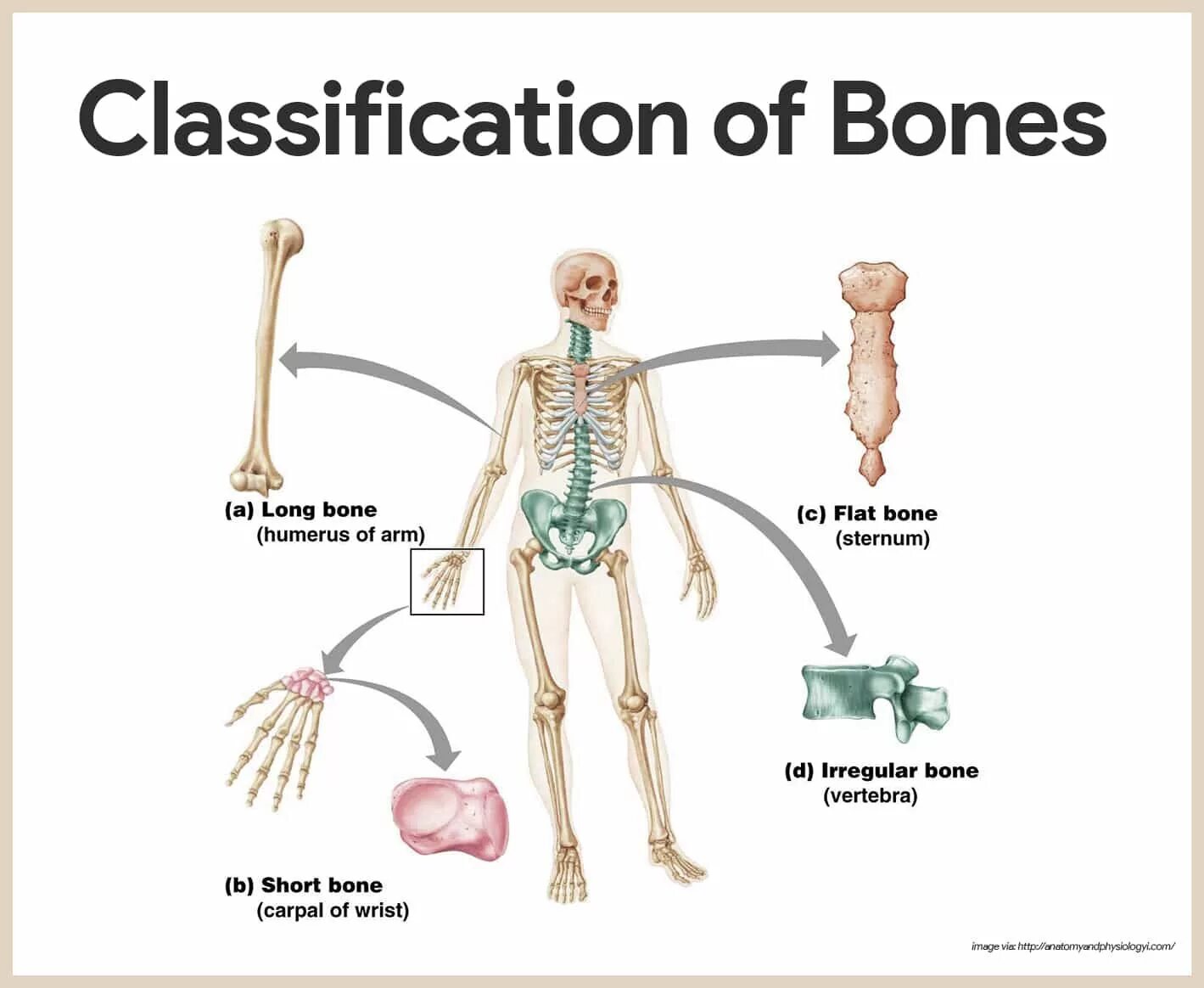 Classification of Bones. Skeletal System Anatomy. Skeletal System презентация. Bone classification Human.