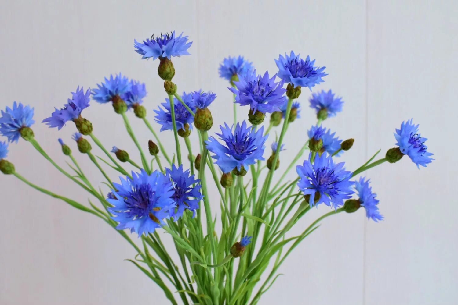 Василёчки-васильки. Василек синий букетный смесь. Адонис синий цветок.