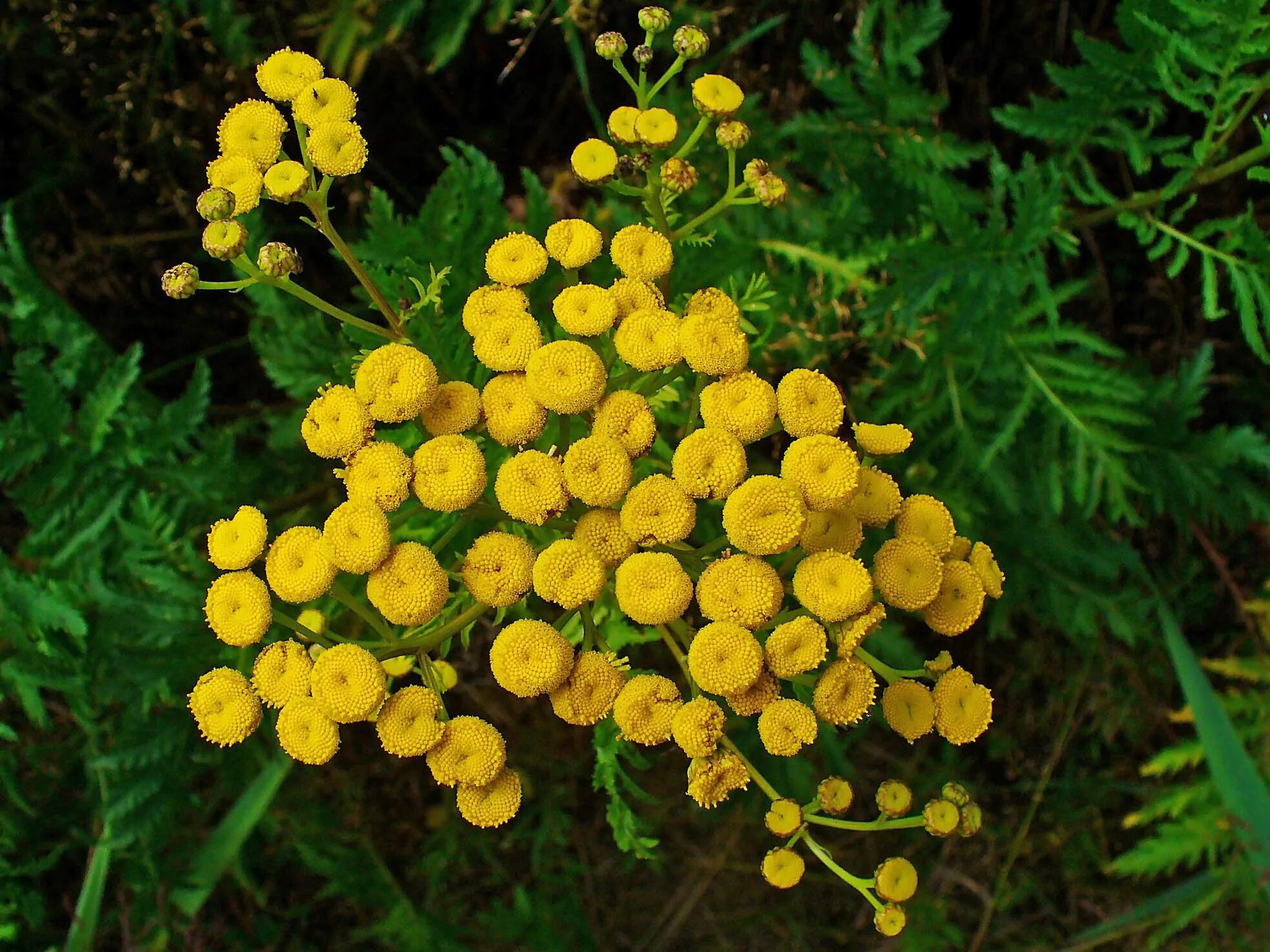 Пижма обыкновенная (Tanacetum vulgare). Пижма обыкновенная (Tanacеtum vulgаre). Пижма танацетум. Танацетум вульгаре.