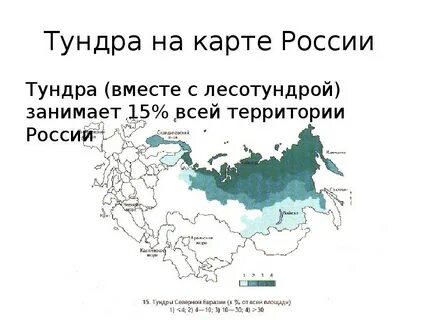 Местонахождение тундры