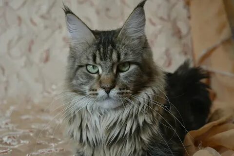 Мейн кун питомник