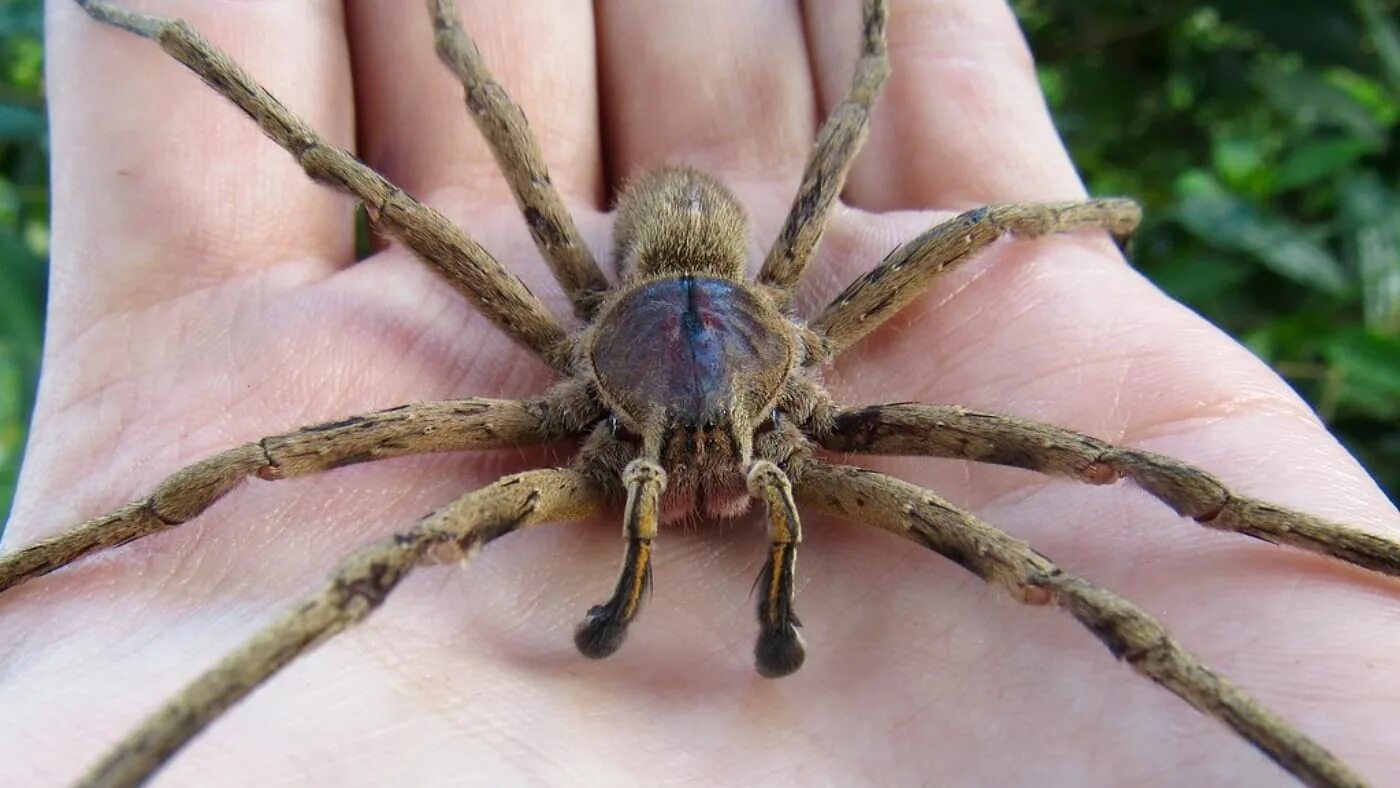 Cane Spider Brazilian wandering spider, Dangerous spiders, Spider