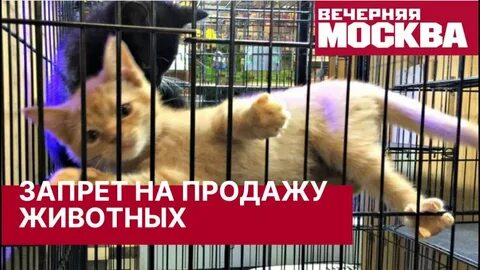 Почему хотят запретить