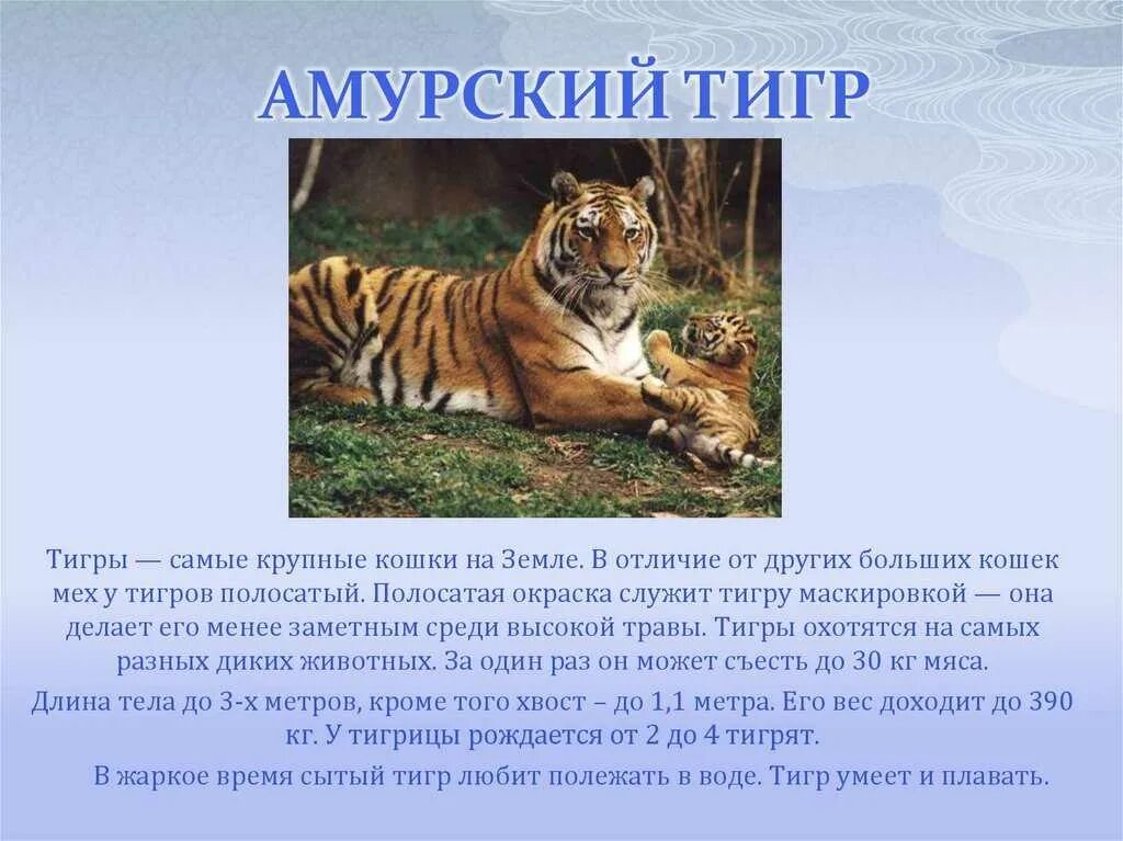 Про животных доклад 2 класс окружающий мир. Амурский тигр Panthera Tigris altaica. Рассказ про Амурского тигра. Амурский тигр красная книга. Рассказ при Амурского Тигоа.