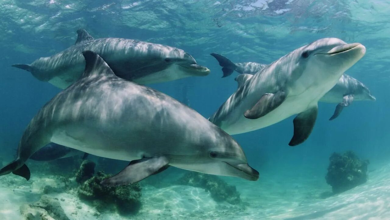 Дельфины живут лет. Дельфин-Афалина. Дельфины афалины. Афалина (Tursiops truncatus). Черноморская Афалина стая.