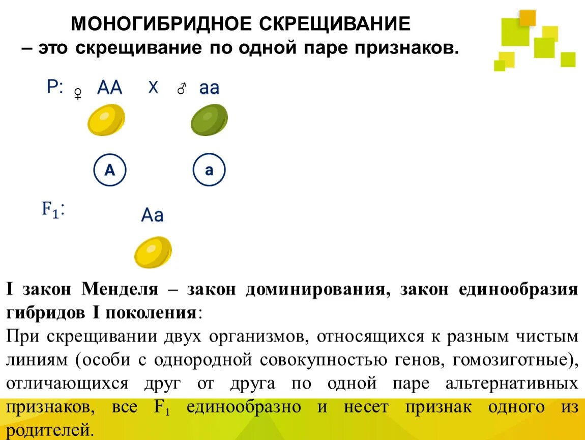 Отличия дигибридного скрещивания от моногибридного. Моногибридное и дигибридное скрещивание. Моногибридное скрещивание 2 признака. Схема моногибридного скрещивания. Моногибридное скрещивание и дигибридное скрещивание.