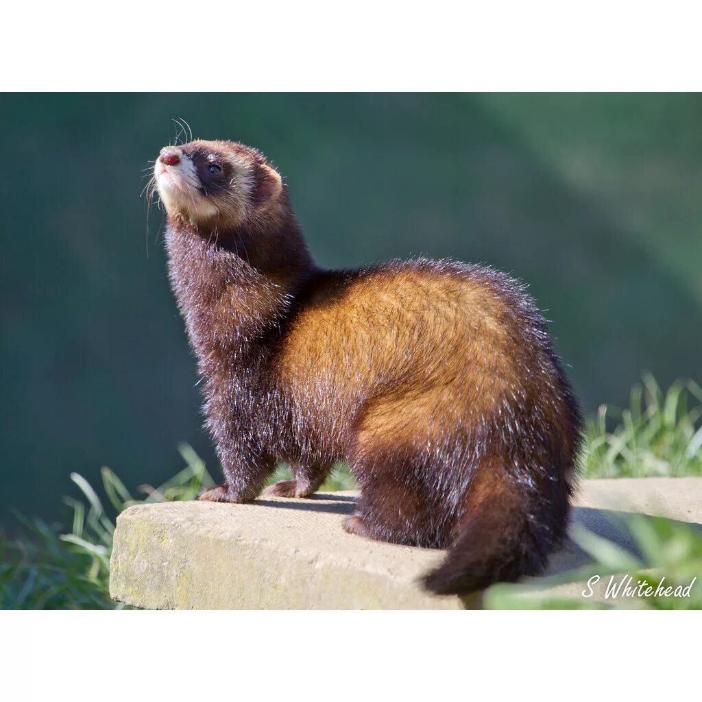Куница и хорек. Лесной хорек mustela putorius. хорек ласка куница норка. ласка (mustela nivalis).