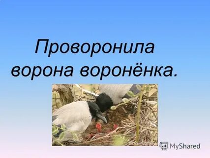 Проворонила ворона воронят